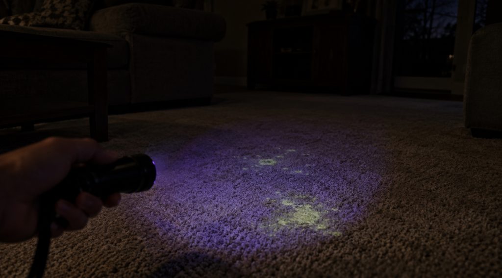 UV flashlight beam revealing glowing pet stains on a carpet in a dark room